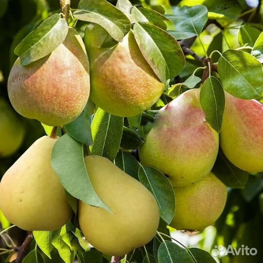 Саженцы груши осенняя