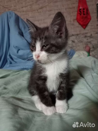 Кошка скоттиш страитт