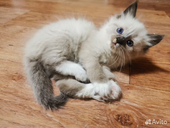 Котята рэгдолл