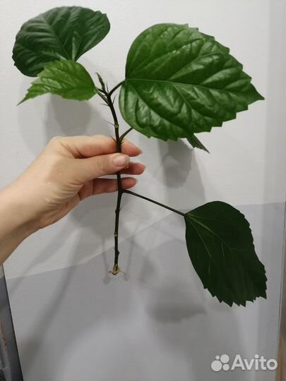 Гибискус китайская роза