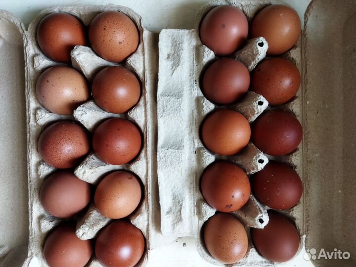 Цыплята,инкубационное яйцо маран, амеруакан