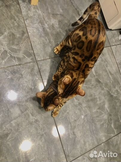 Бенгальский кот (вязка)