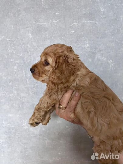 Кокер спаниель