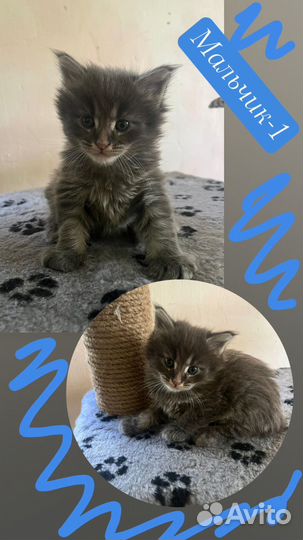 Котята чаузи