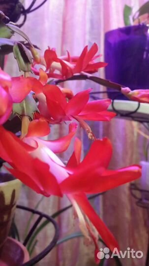 Декабрист и пасхальник. Обменяю