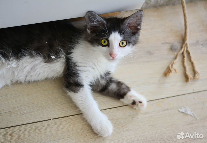 Котенок пушистый гремлин