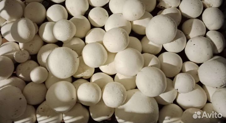 Грибы свежие шампиньоны
