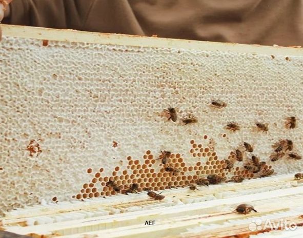 Мед 24 года натуральный оптом