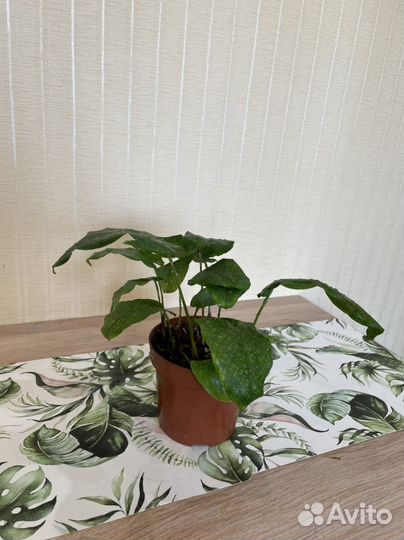 Калатея мозаика