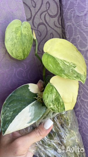 Редкие коллекционные сциндапсусы