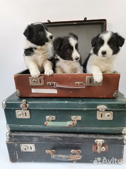 Щенки бордер колли