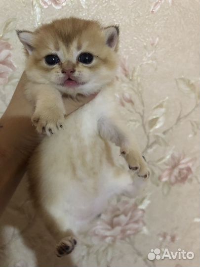 Шотландские котята