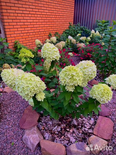 Гортензия метельчатая в горшках