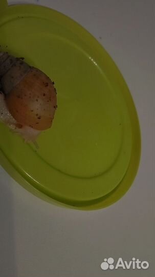 Улитки ахатины альбиносы бесплатно