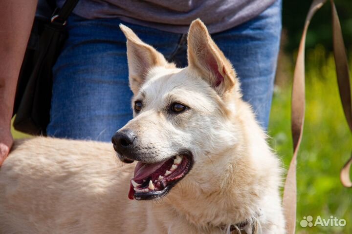 Собака в добрые руки