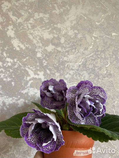 Глоксиния ен Бенгаль Кот и ен Грильяж 2