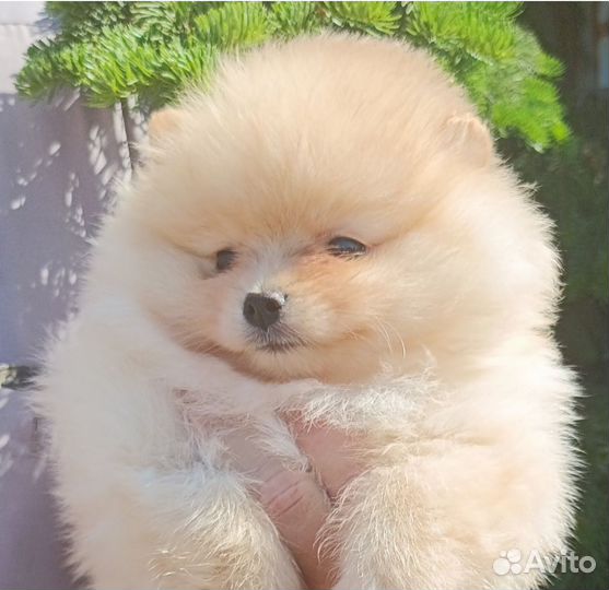 Щенки шпица мини