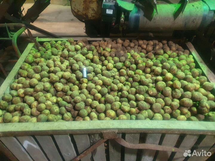 Морковь, картофель на корм животным