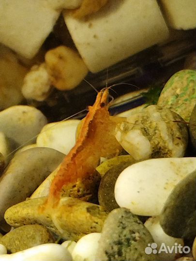 Креветки Блюдрим