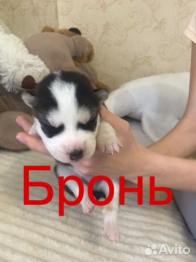Щенки сибирской хаски