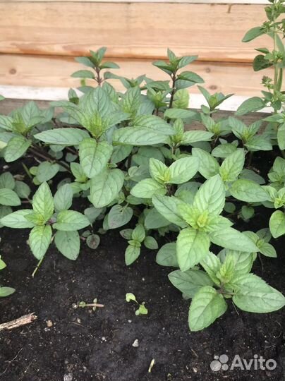 Базилик, мята