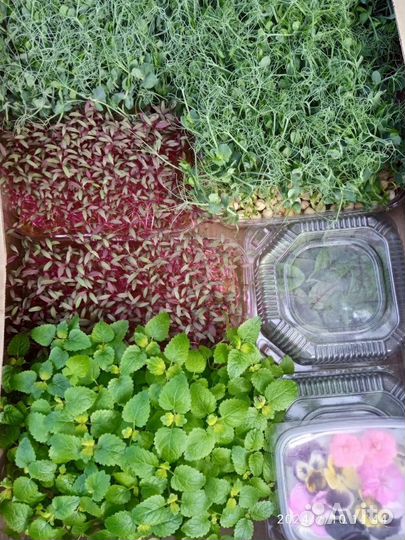 Микрозелень