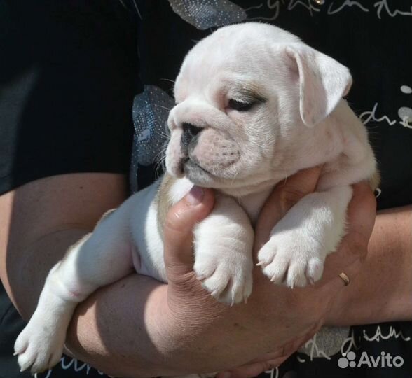 Английский бульдог