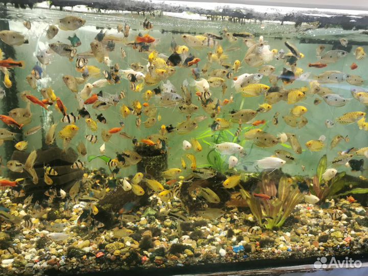 Аквариумные рыбки