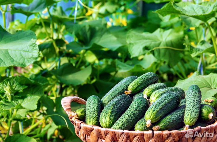 Капельная лента zelna (урожайная) 1000 м