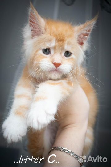 Котята мейн-кун