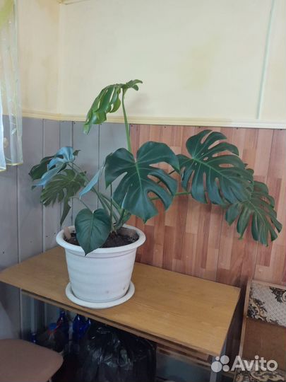 Продаётся комнатный цветок Монстера