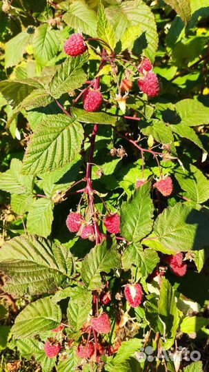 Саженцы малины, саженцы степной вишни