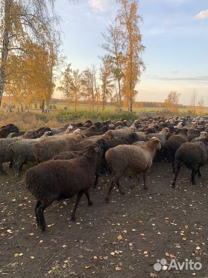 Овцы, бараны, ярки