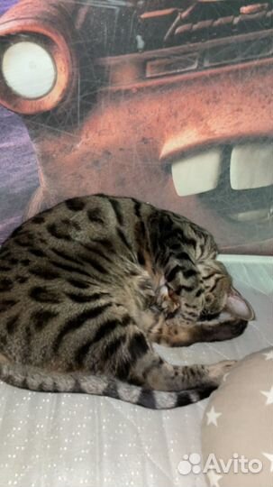 Бенгальская