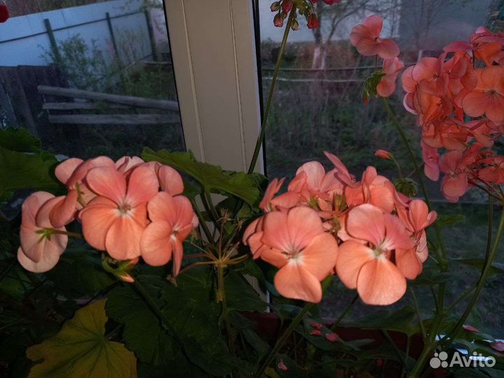 Пеларгония