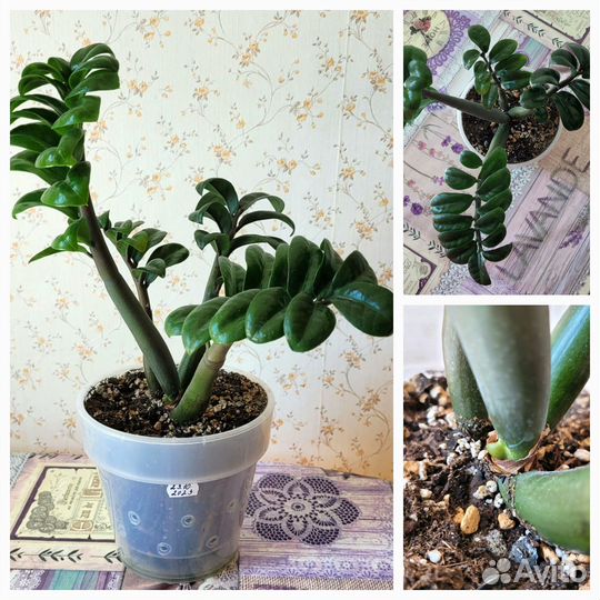 Комнатные цветы