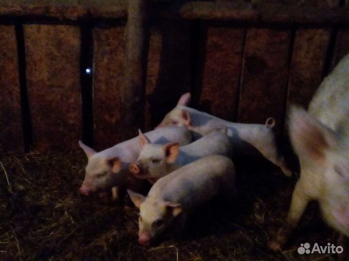 Поросята