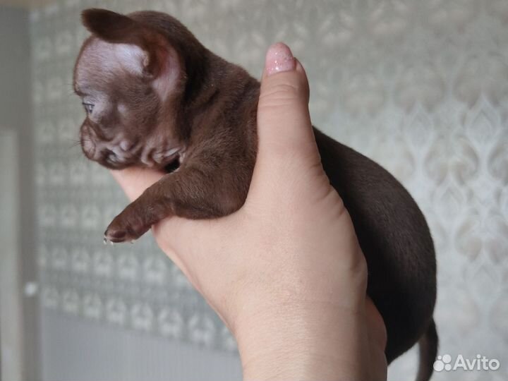 Чихуахуа мини