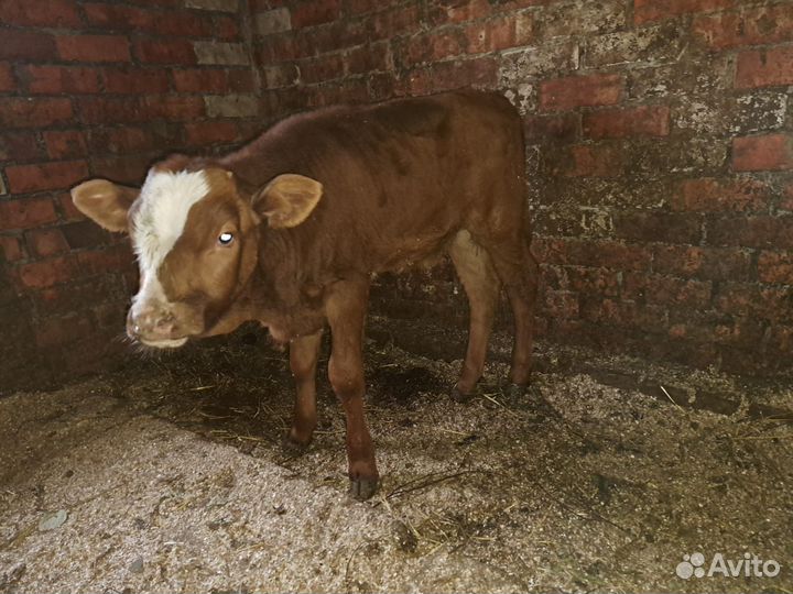 Бычки симменталы