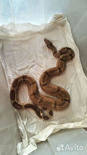 Императорский удав