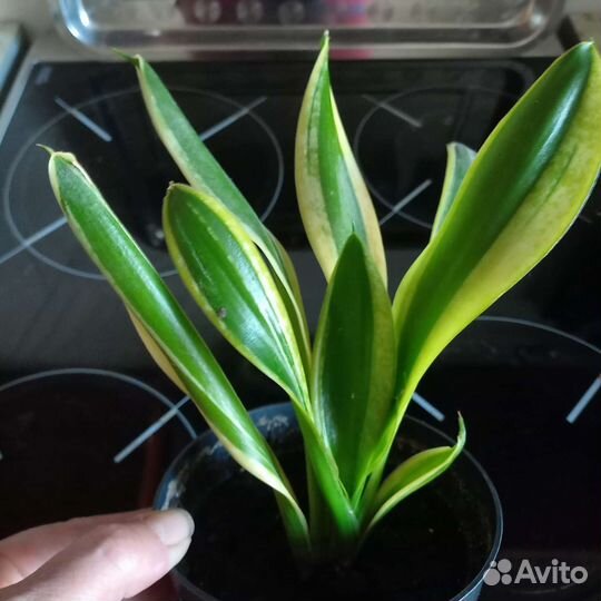 Сансивиерия Канари и Лауренти