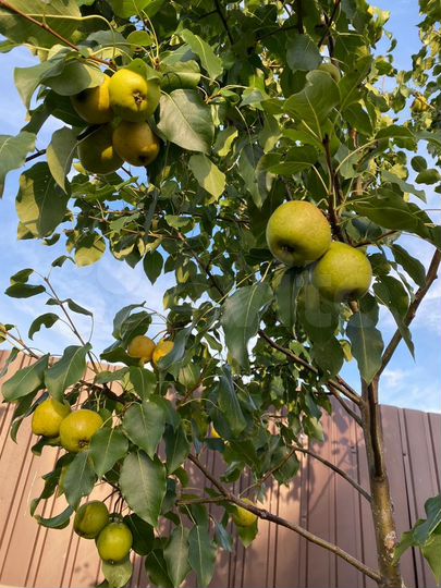 Дом 293 м² на участке 15 сот.