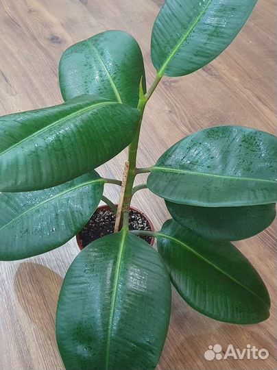 Фикус эластика