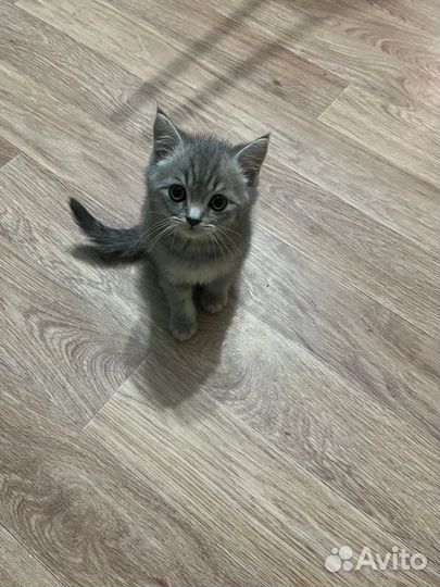 Британские котята
