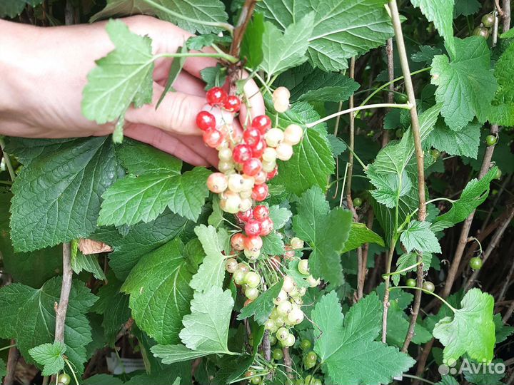 Саженцы смородины