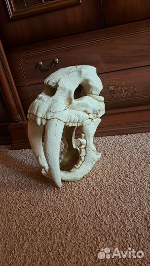 Аквариумные рыбки