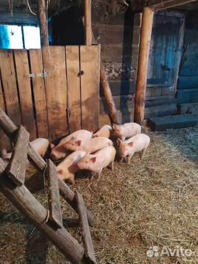 Поросенок ландрас