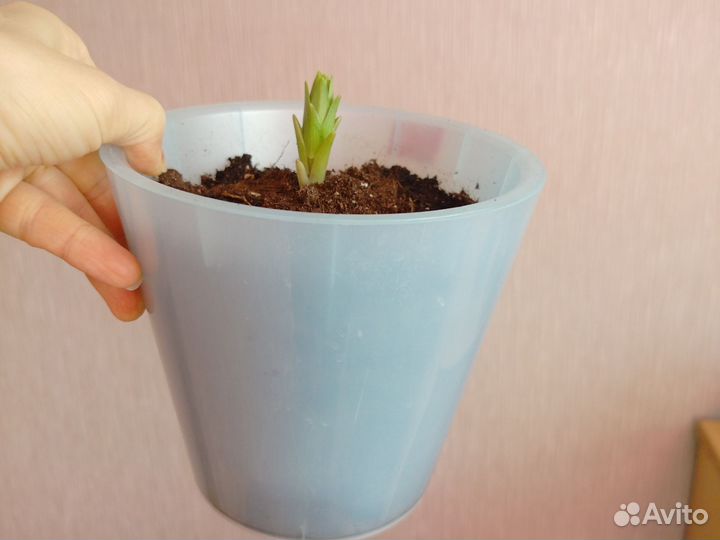 Азиатская лилия