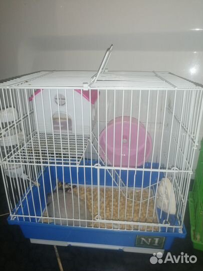 Продам сирийского хомячка с большим приданным