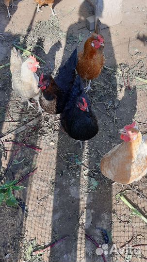 Петушок черно медный маран продам